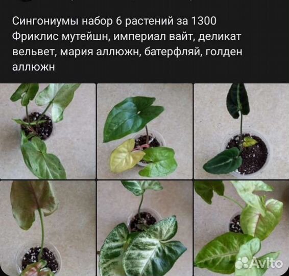 Комнатные растения