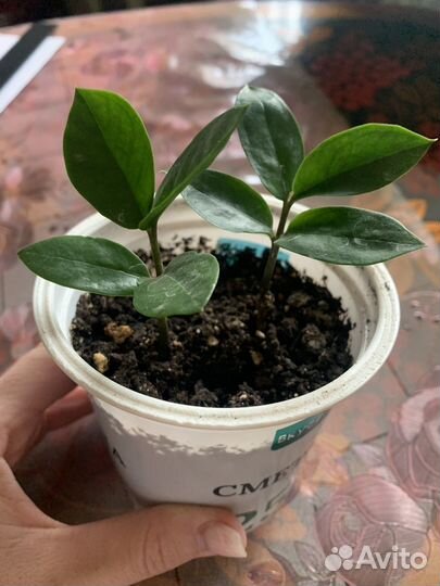 Замиокулькас (долларовое дерево)