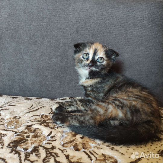 Британские котята