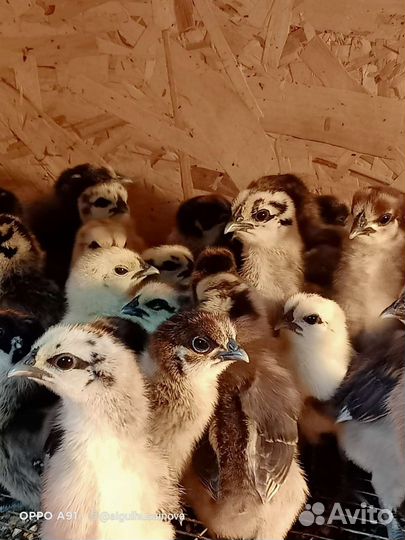 Лакеданзи серебро инкубационное яйцо