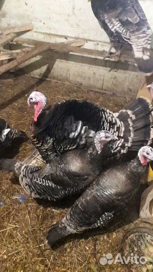 Инкубационное яйцо индейки и кур микс