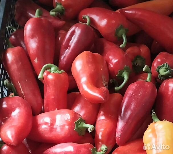Перец болгарский