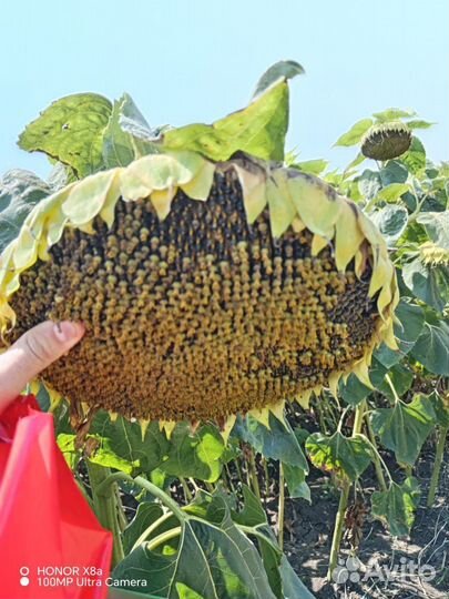 Семена подсолнечника и кукурузы. Оригинал