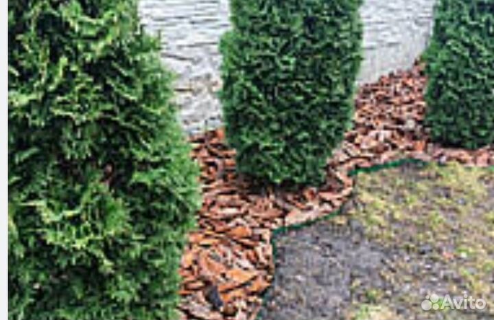 Кора сосновая