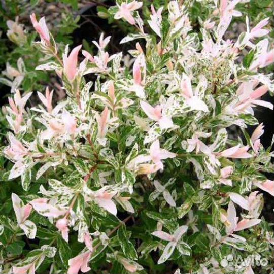 Ива японская Хакуро Нишики