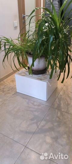 Пальма панданус