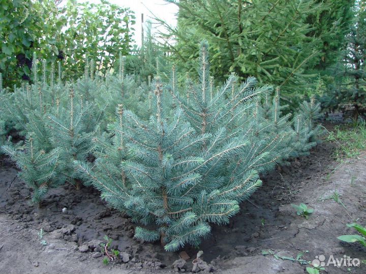 Ель голубая