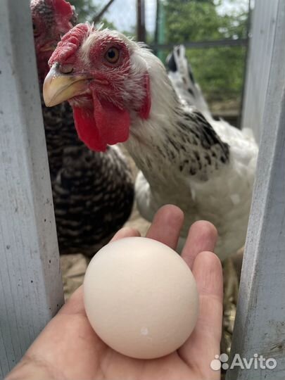 Курица молодка