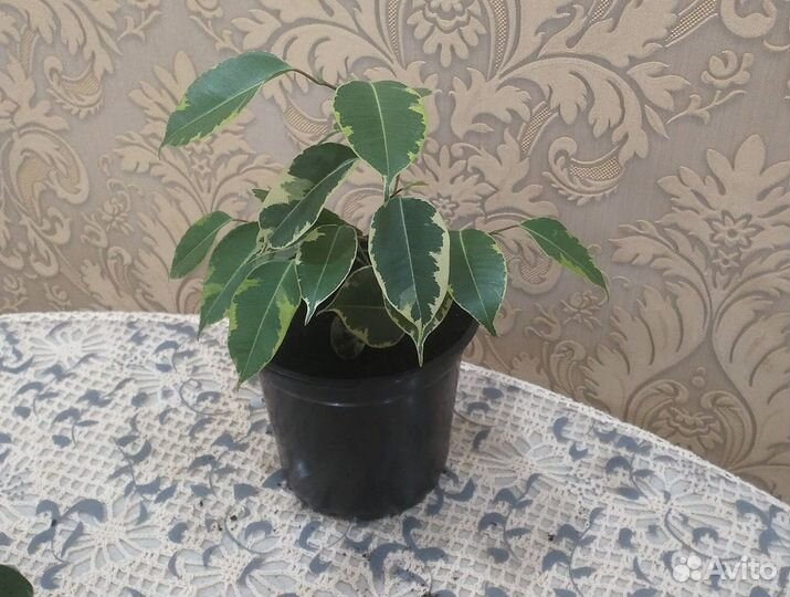 Фикус бенджамина