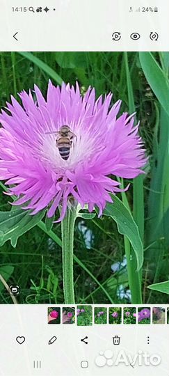 Васильки цветы