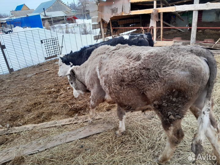 Быки и телки