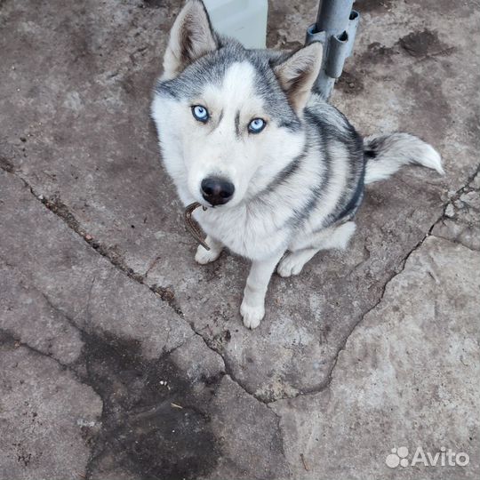 Сибирский хаски