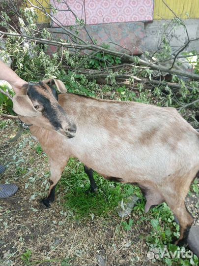 Коза нубийская