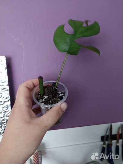 Монстера минима. Рафидофора