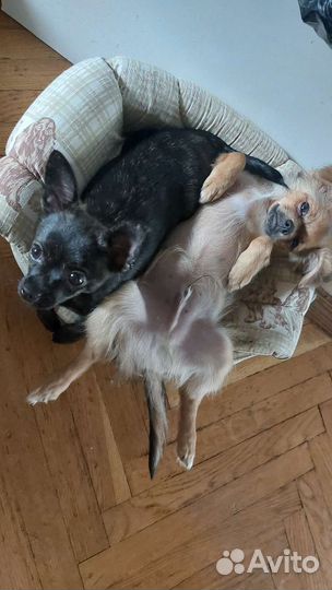 Чихуахуа щенки