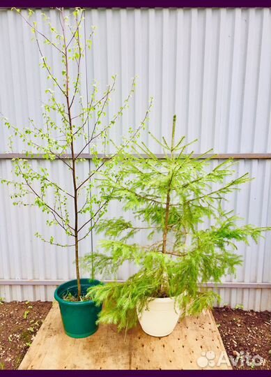 Ели Сосны Березы саженцы с доставкой