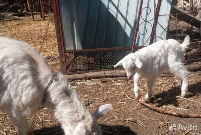 Козы и козлята