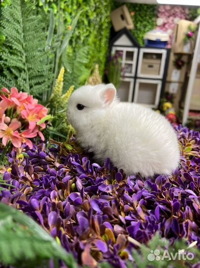 Гермелин супер мини