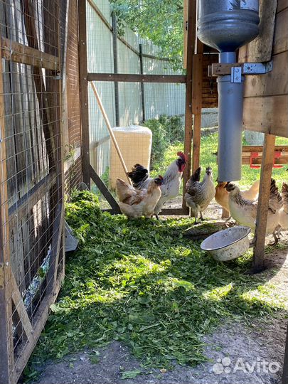 Инкубационное яйцо кур Лакeдaнзи