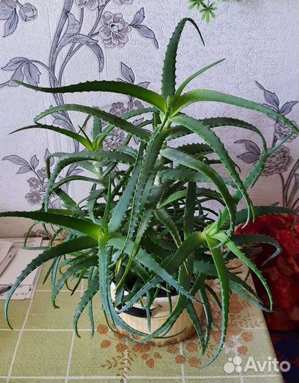Алоэ лечебный