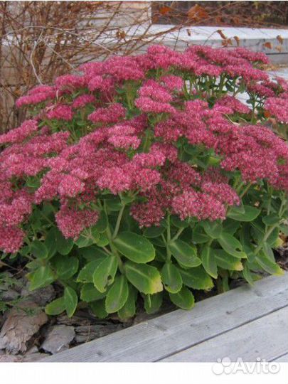 Очиток, лилейники