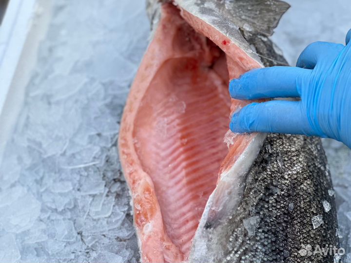 Охлажденная морская форель на праздничный стол