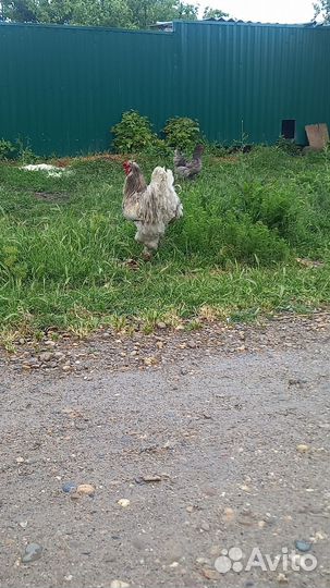 Петух брата колумбия