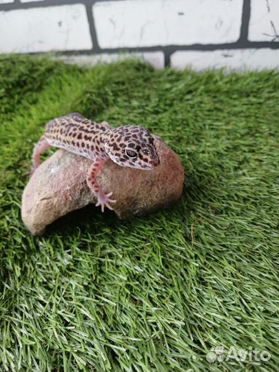 Гекон Эублефар