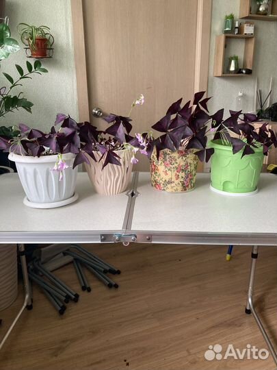 Оксалис (кислица)