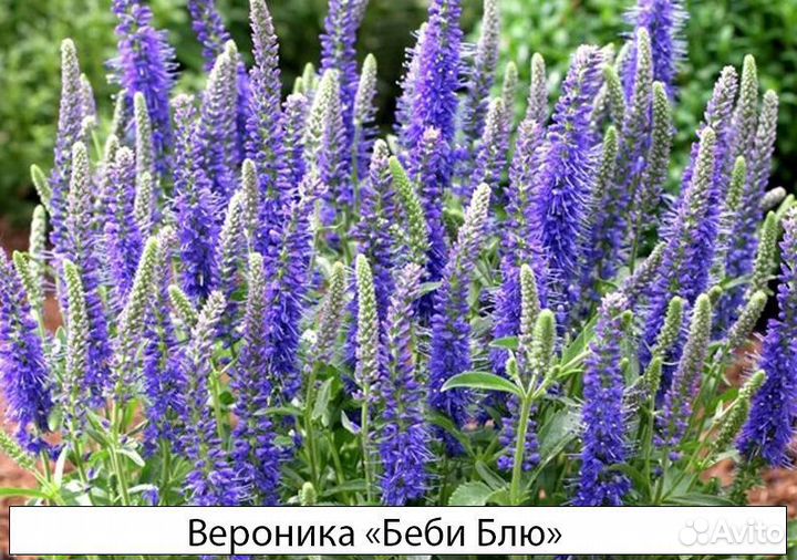 Травянистые в ассортименте