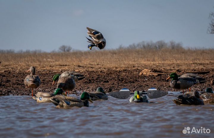 Чучело кряквы Lucky HD Floater (селезень)