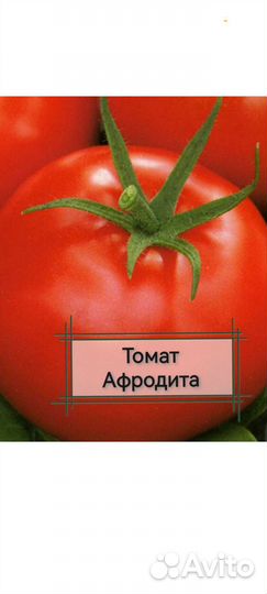 Рассада помидор и перца