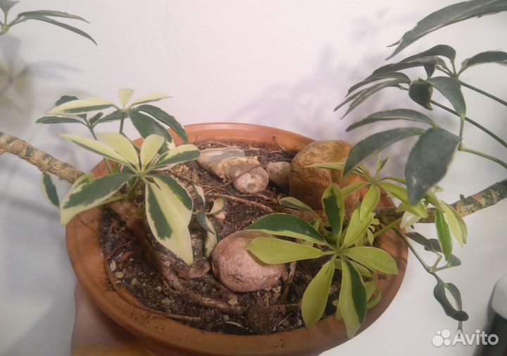 Шефлера вариегатная