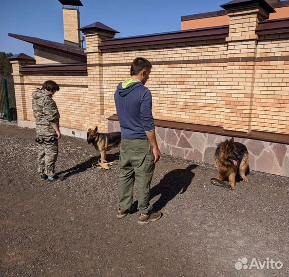 Дрессировка собак