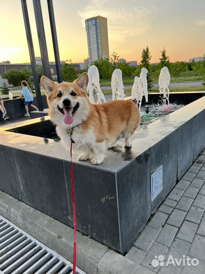 Вельш-корги пемброк