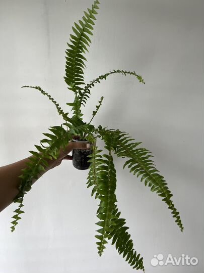 Папоротник