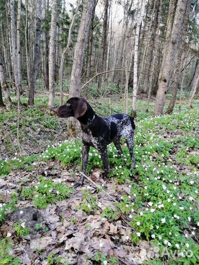 Собака для вязки