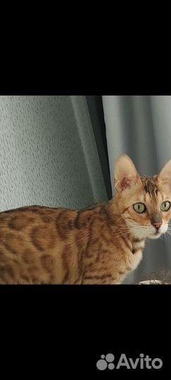 Бенгальская кошка