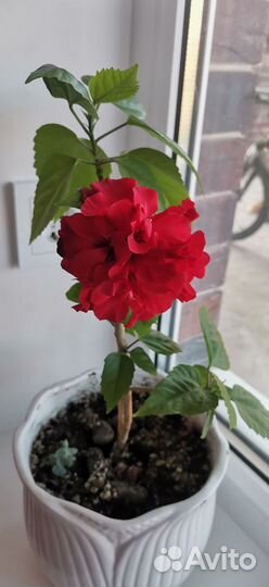 Комнатные цветы Гибискус китайская роза