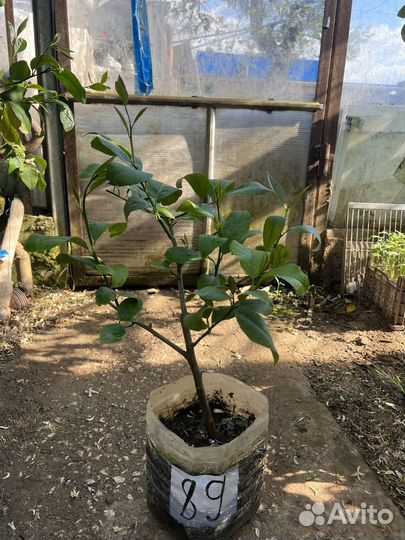 Лимонное дерево