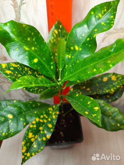 Кротоны Мамми и другие