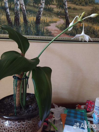 Эухарис, Лилия