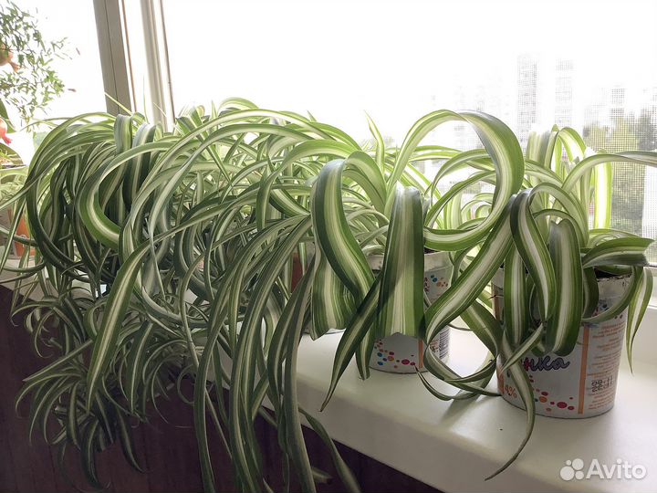 Хлорофитум сорт Бони и сорт Лаксум
