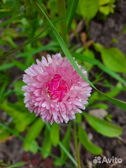 Маргаритки цветы