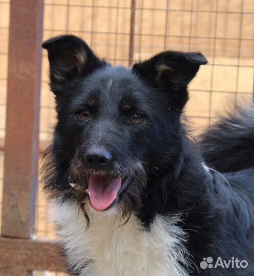 Боня в добрые руки