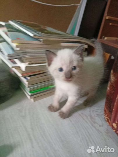 Отдам в добрые руки