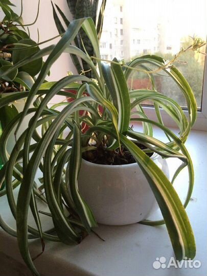 Хлорофитум