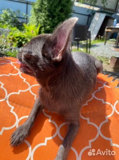 Вязка голубой чихуахуа