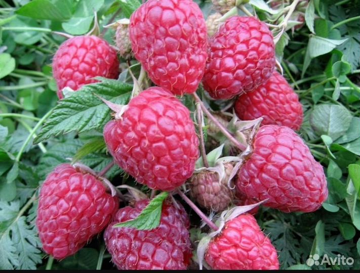 Малина, слива жёлтая