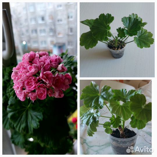 Комнатные растения